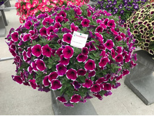 78 ������� Cascadias Rim Cherry