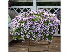70 ������� Sweetunia Purple Spotlight