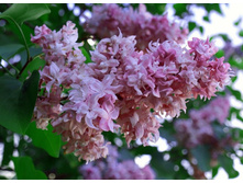 ������ ��������� �����������.jpg