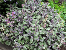 33 ������� ������ TRICOLOUR