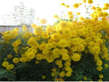 �������� ����������� GOLDQUELLE.jpg