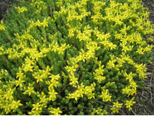 ������ �����.jpg