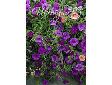 14. ���������� Double Blue