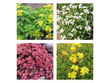 ���� �������� ����.jpg