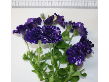 24 ������� Zodiak