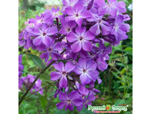 ����� ����������� ����� �����.jpeg