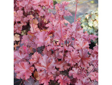 ������� ��������� MAHOGANY �������.jpg