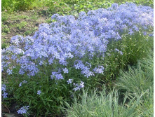 ����� ������������� CLOUDS OF PARFYUM.jpg