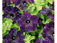 34 ������� Bonnie Mystery Sky