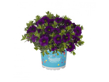 13 ���������� Aloha Kona midnight Blue