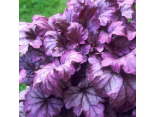 ������� ��������� Plum Royal ���� ����.jpg