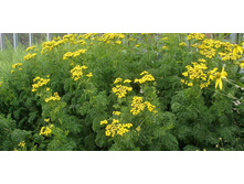 ����� ������������ �������1.jpg