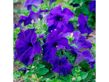 13 ������� ����������� ����� ��� �� ���