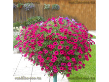 117 ������� Blanket Zifandel