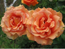 ���� �����1.jpg