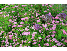 ������ �������� LITTLE PRINCESS.jpg