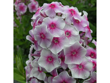 ����� ����������� �������.jpg