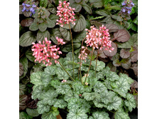 ������� LITTLE CUTIE PEPPERMINT ����� ����� ���������1.jpg