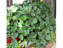 40 ����������� �������������