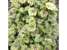 ������� ��������� Circus ������.jpg