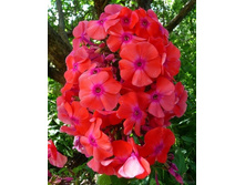 ����� ����������� �����.jpg