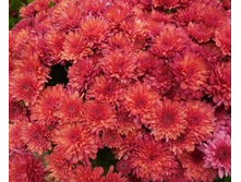 ���������� ����������� BOREALIE GERISE ������� �����.jpg