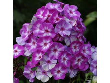 ����� ����������� ���� ��� LITTLE BOY.jpeg