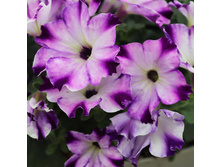 6 ������� Crazytunia Berry Frappé