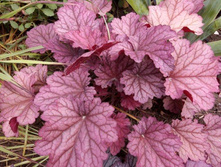 ������� ��������� BERRY SMOOTHIE ����� �����.jpg