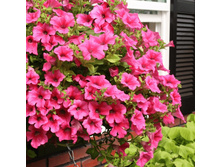 121 ������� Surfinia Classic Hot Pink