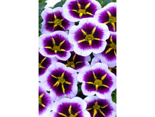 133 ���������� Calitastic Aubergine Star