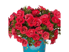 119 ���������� Aloha Double Cherry Red