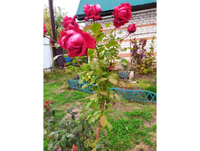 IMG 20210923 115527.jpg