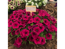 81 ������� Sweetunia Purple Touch