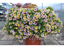 24. ���������� Chameleon Blueberry Scone