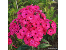 ����� ����������� ���� �����������.jpg