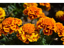 2 �������� ����������� ������� �����