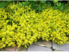 ������ �����������.jpg