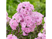 ����� ����������� ������� PICASSO.jpg