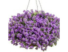 30 ������ Baristo Double Blue