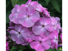 ����� ����������� ��������.jpg