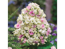 ����� ����������� ���� �� �� ���� CREME DE LA CREME.jpg