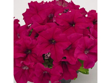 22 ������� ����������� ������� 360 ��� ����