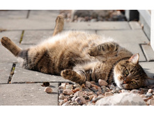 �� ����, �������!