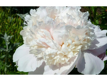 ���� ���������������� WHITE ����������.jpg