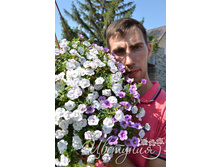 22. ���������� Compact Double Orchid