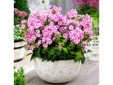 ����� ����������� ������� ����� ���� BAMBINI CANDY CRUSH.jpg