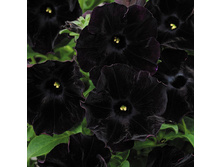 2 ������� Bonnie Velvet