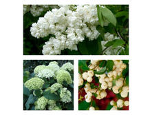 ������ �������.jpg