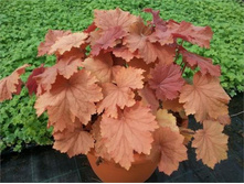 ������� ��������� MEGA CARAMEL ���� ��������.jpg